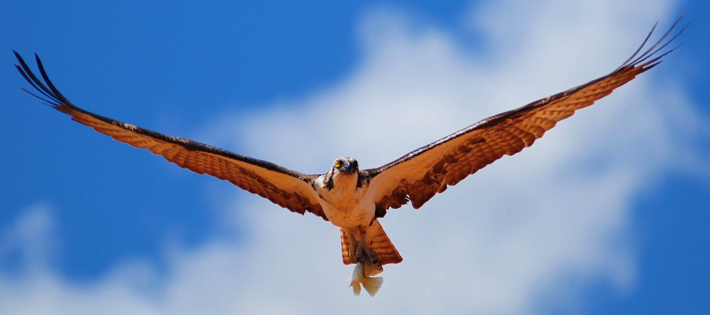 17 nov – Jornada Patología en Aves – AVAFES.